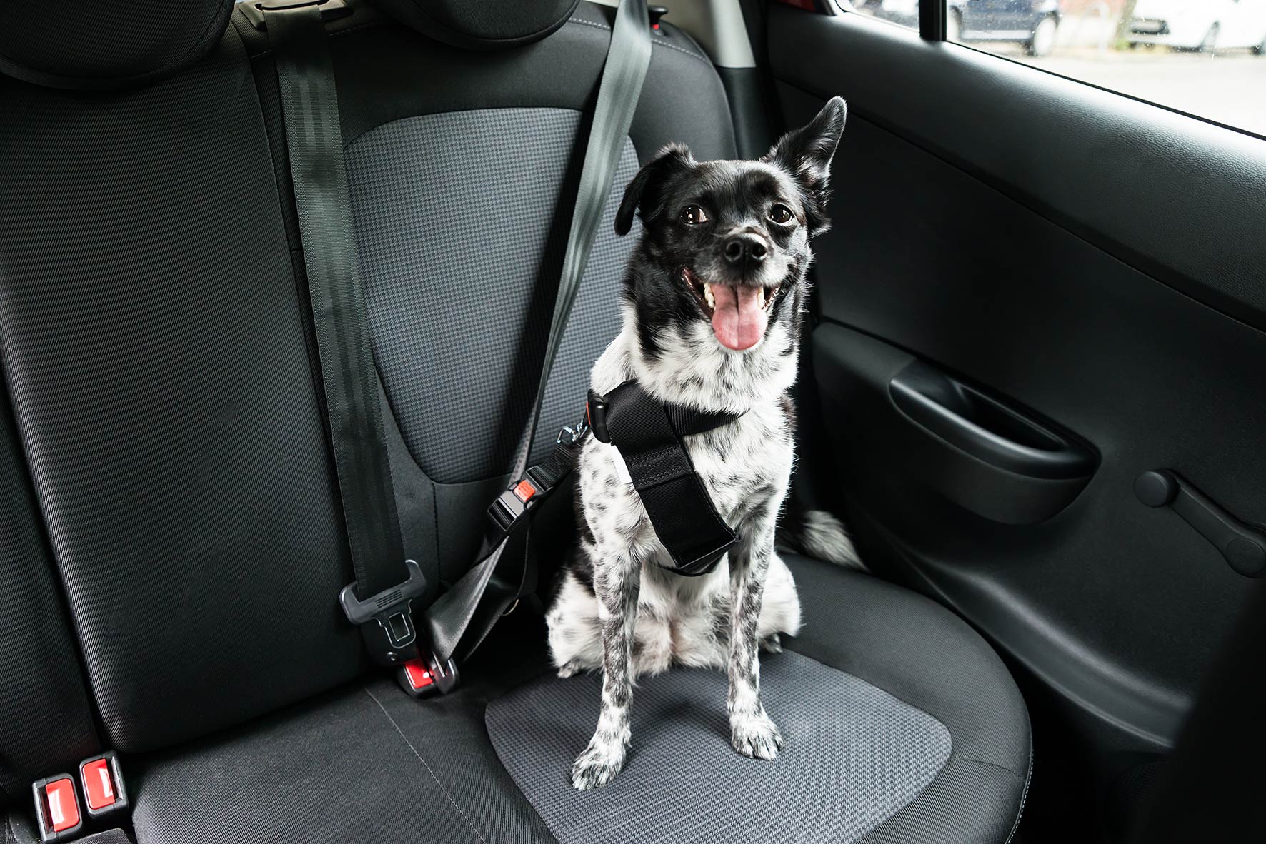 meinen Hund im Auto richtig sichern möchte? Pfotencheck Mein Urlaub